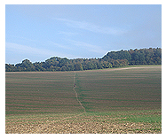 The Ridgeway Path cutting it's way through the open fields